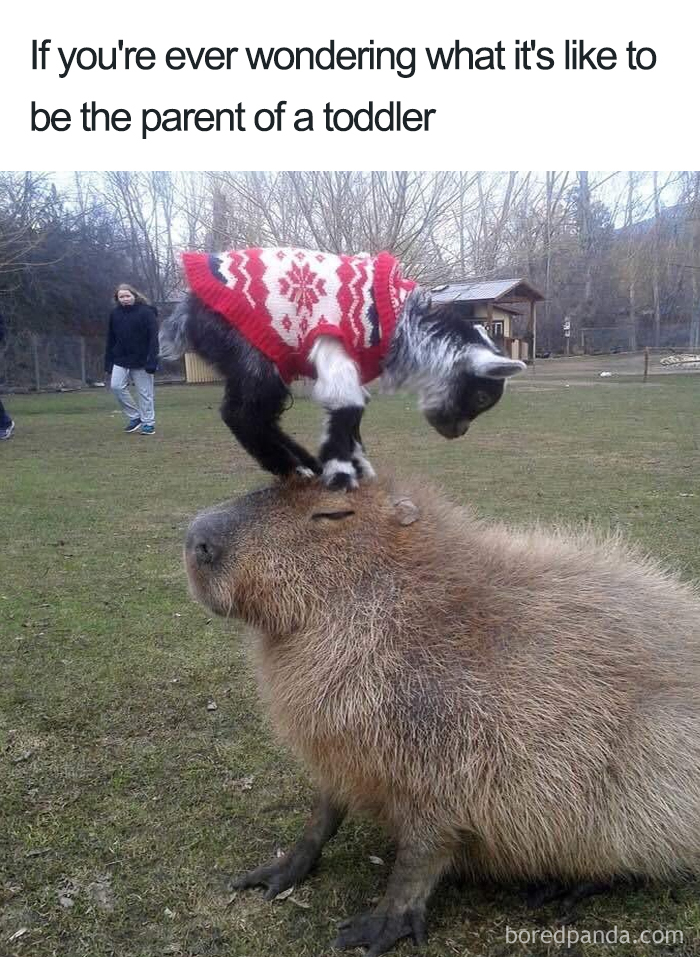 Goat in a sweater standing on a capybara, illustrating funny mom meme about parenting toddlers.