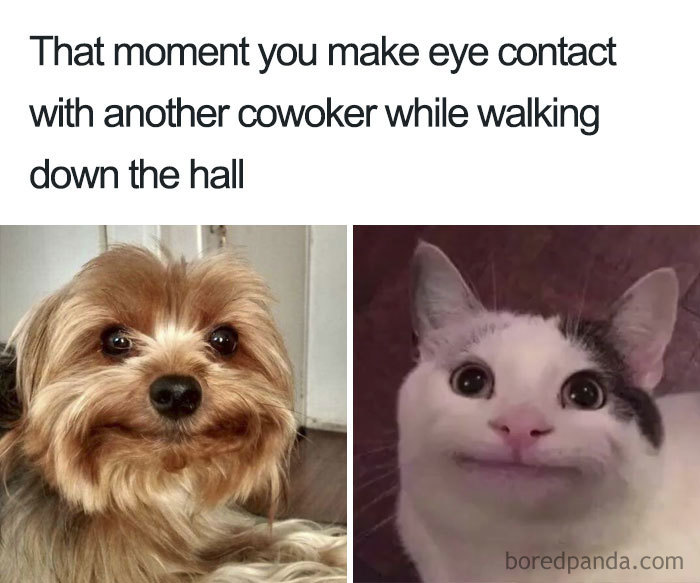 Dog and cat with humorous expressions, capturing the funny coworker meme moment.