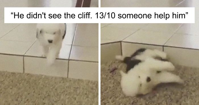 50 Times People Asked To Rate Their Dogs, And Got Hilarious Results