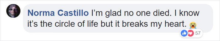 Lion Is Losing Fight Against 20 Hyenas, Bro Hears His Cries And Rushes To Save Him Lion Is Losing Fight Against 20 Hyenas, Bro Hears His Cries And Rushes To Save Him
