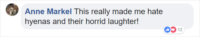Lion Is Losing Fight Against 20 Hyenas, Bro Hears His Cries And Rushes To Save Him Lion Is Losing Fight Against 20 Hyenas, Bro Hears His Cries And Rushes To Save Him