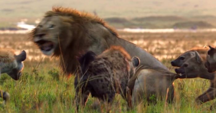 Lion Is Losing Fight Against 20 Hyenas, Bro Hears His Cries And Rushes To Save Him