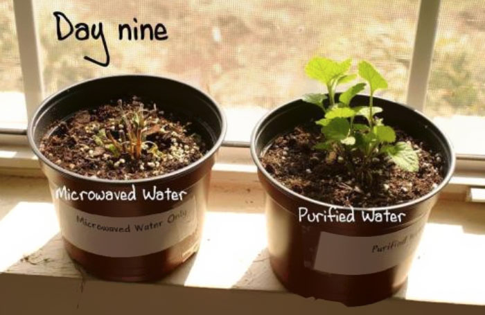 Someone 'Proves' Microwaves Are Very Dangerous, All Their 'Facts' Get Debunked One By One