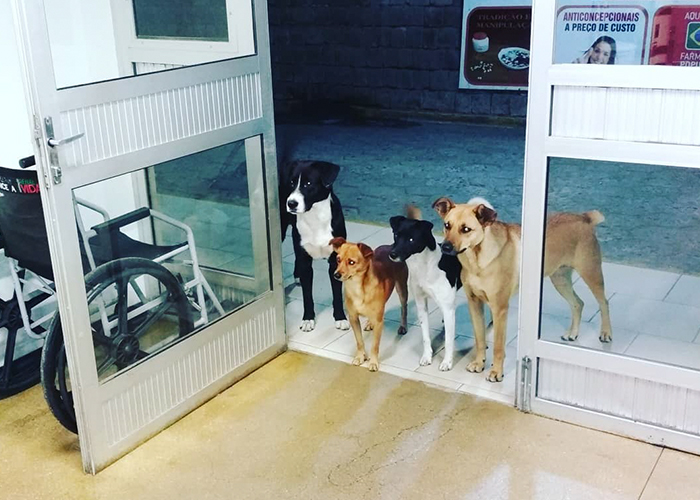 Homeless Man Goes To The Hospital, Staff Soon Realize That He’s Not Alone