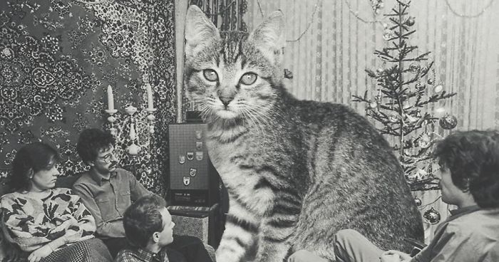 I Photoshopped Cats Into New Year’s Photos From The Former USSR