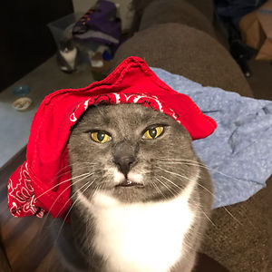 knightmareshade avatar