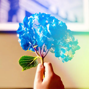 sofia-costopoulos avatar