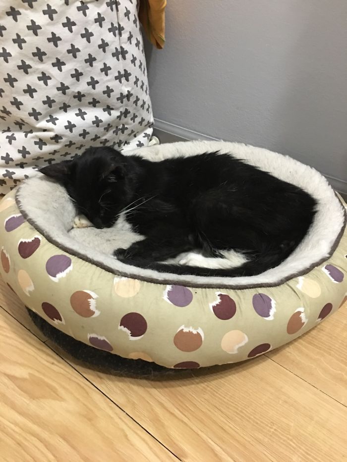 Pets Are Family Too. At Least To Me.