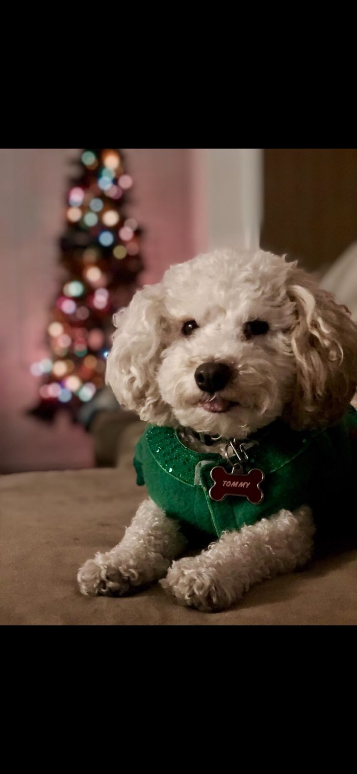 My Dogs Let Me Take Their Photos