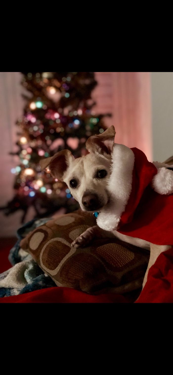 My Dogs Let Me Take Their Photos