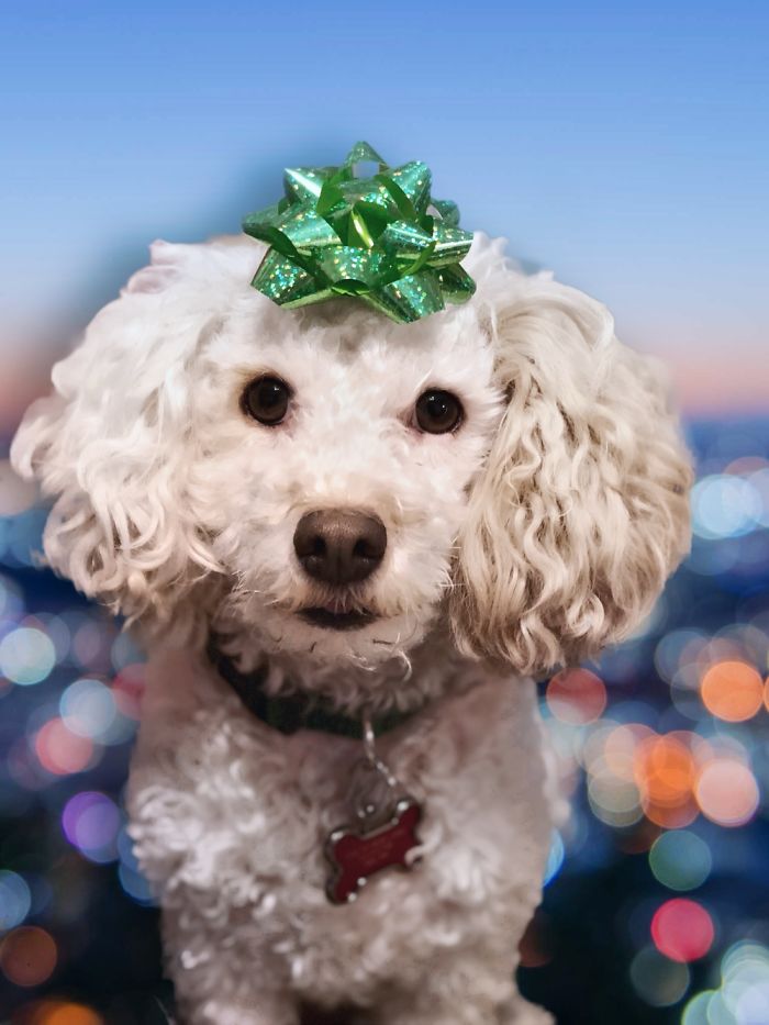 My Dogs Let Me Take Their Photos