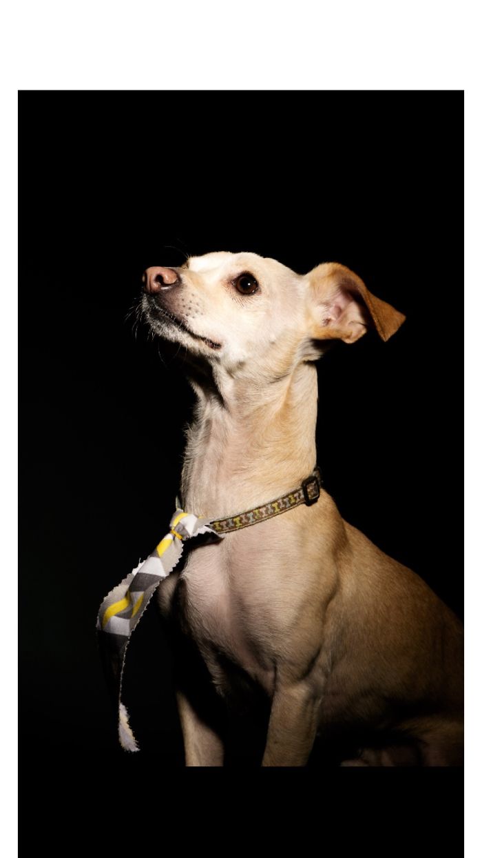 My Dogs Let Me Take Their Photos