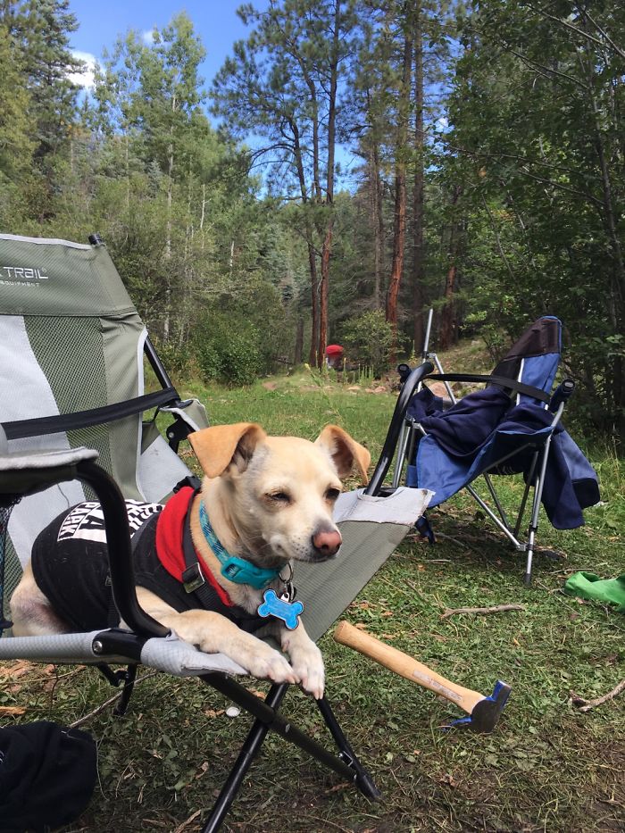 My Dogs Let Me Take Their Photos