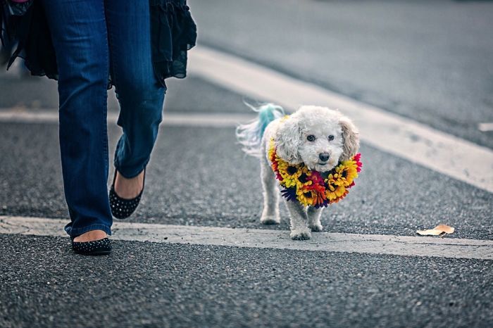 My Dogs Let Me Take Their Photos