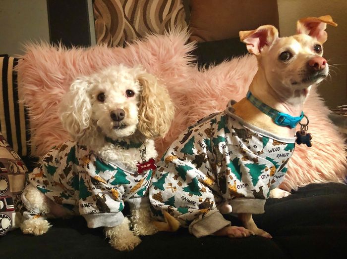 My Dogs Let Me Take Their Photos