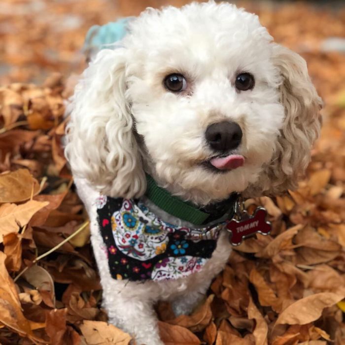 My Dogs Let Me Take Their Photos