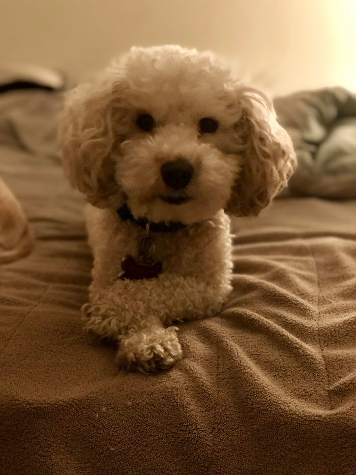 My Dogs Let Me Take Their Photos