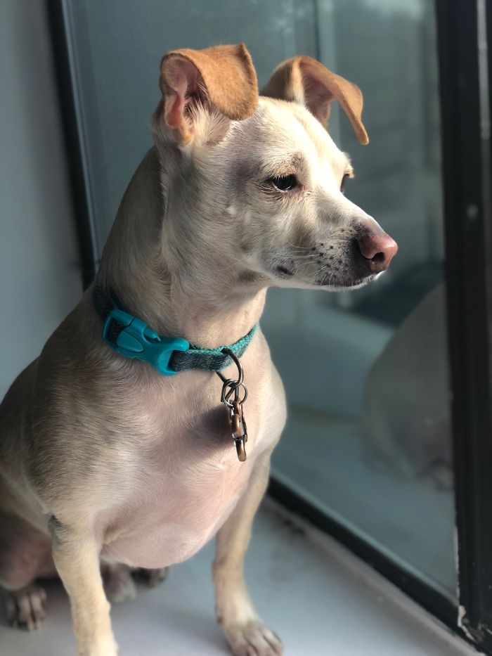 My Dogs Let Me Take Their Photos