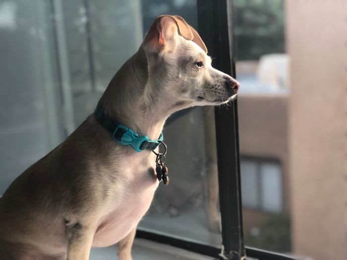 My Dogs Let Me Take Their Photos