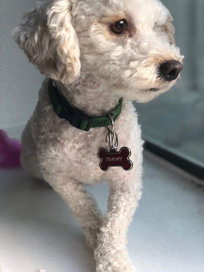 My Dogs Let Me Take Their Photos