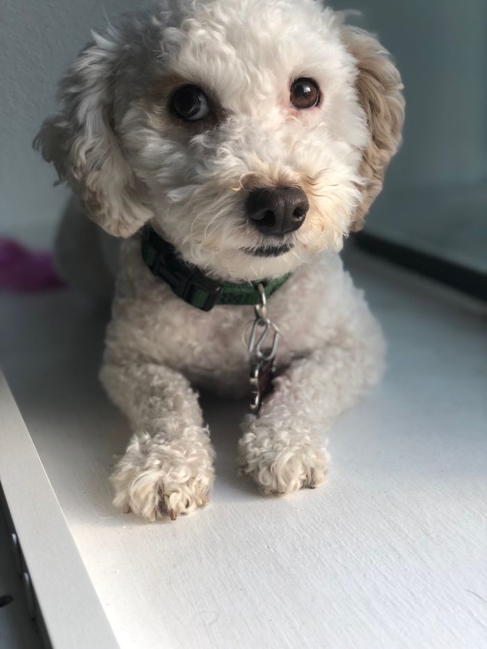 My Dogs Let Me Take Their Photos