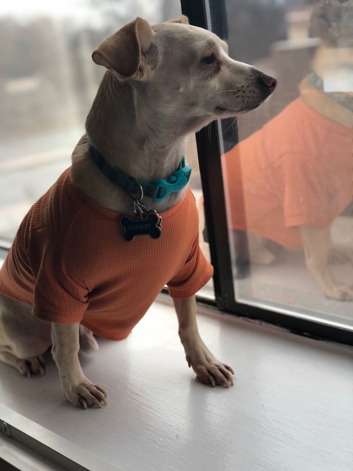 My Dogs Let Me Take Their Photos