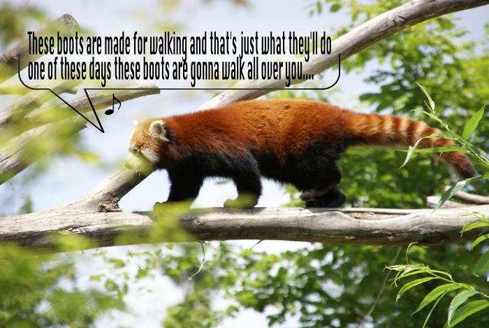 I Create Singing Characters For Zoo Animals