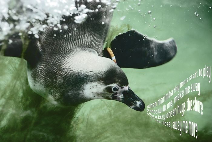 I Create Singing Characters For Zoo Animals I Create Singing Characters For Zoo Animals