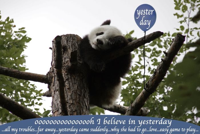 I Create Singing Characters For Zoo Animals I Create Singing Characters For Zoo Animals