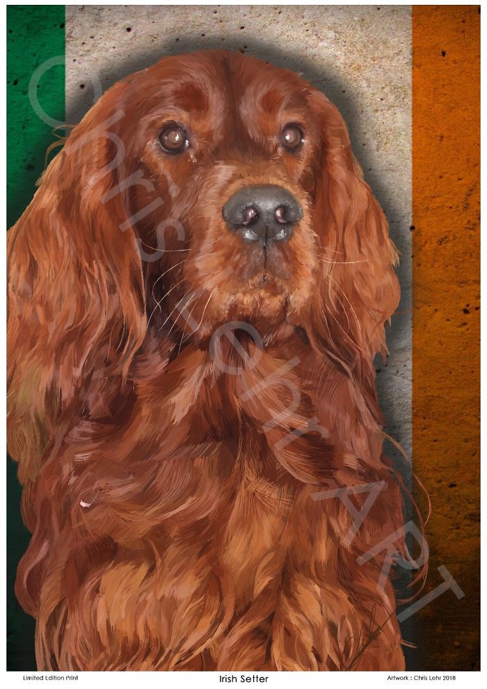 Red Setter Digitally Drawn!