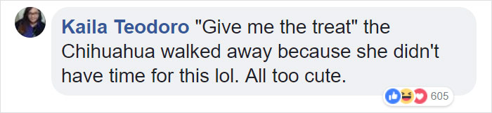 This Magician Made Treats Disappear And Shelter Dogs' Reactions Will Crack You Up