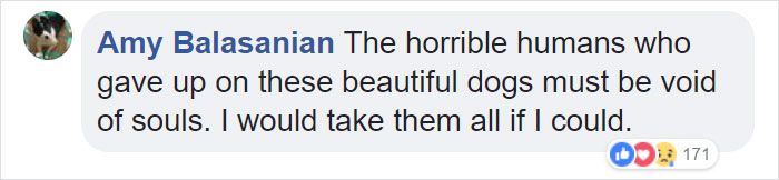 This Magician Made Treats Disappear And Shelter Dogs' Reactions Will Crack You Up