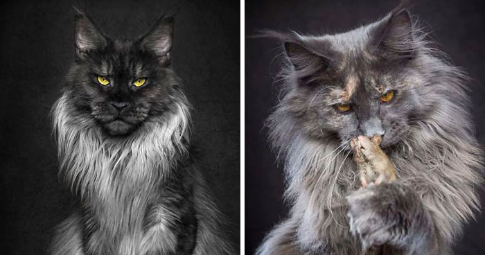 Bestias míticas: Este fotógrafo sigue captando la belleza majestuosa de los gatos Maine Coon