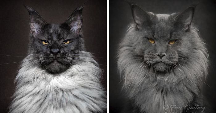 Mythical Beasts: Photographer Continues Capturing The Majestic Beauty Of Maine Coons