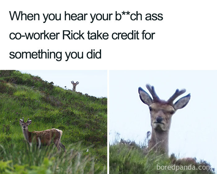 Deer looking unimpressed in a field, capturing the feeling of coworker memes humor about credit-stealing colleagues.