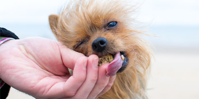 Millennials Are Blamed For Ruining Pet Food Industry So They Respond By Explaining Why It’s Not Their Fault