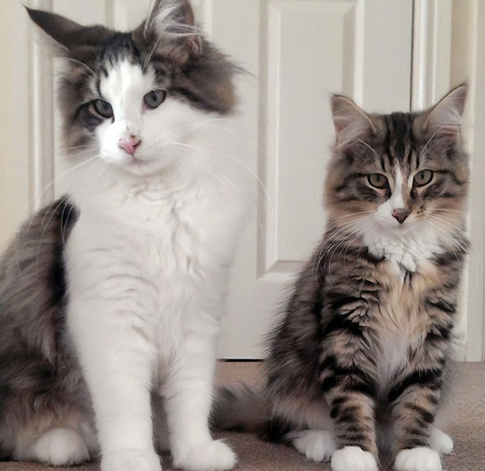 After 14 Months Owner Finds Her Missing Cat Twice The Size, Turns Out He Was Living In A Pet Food Factory After 14 Months Owner Finds Her Missing Cat Twice The Size, Turns Out He Was Living In A Pet Food Factory