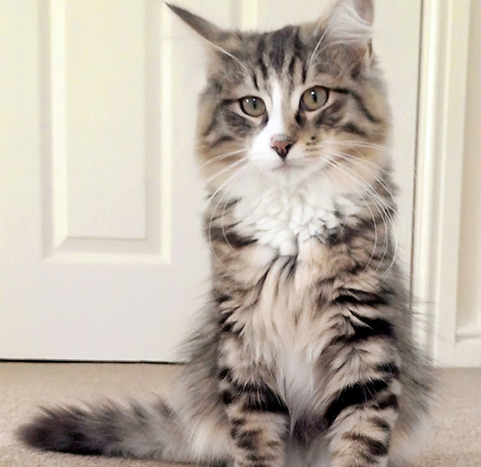 After 14 Months Owner Finds Her Missing Cat Twice The Size, Turns Out He Was Living In A Pet Food Factory After 14 Months Owner Finds Her Missing Cat Twice The Size, Turns Out He Was Living In A Pet Food Factory