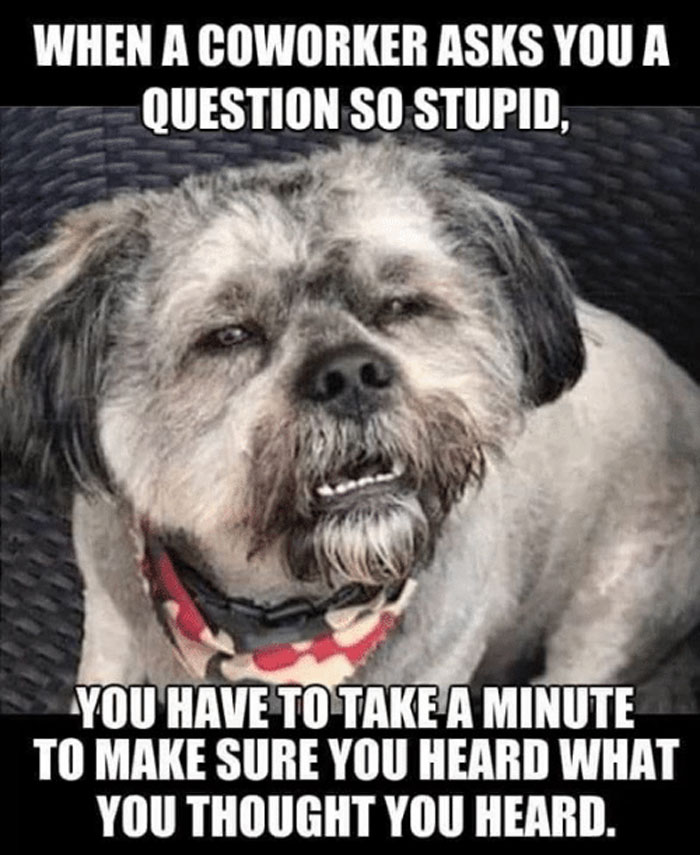 A skeptical dog meme about a coworker's silly question, capturing the essence of funny coworker memes.