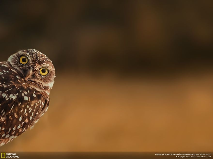 Curiosity, Marcus Hennen