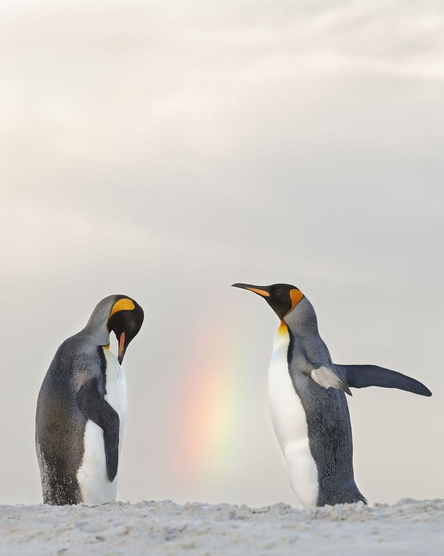 At The End Of The Rainbow, Joshua Galicki