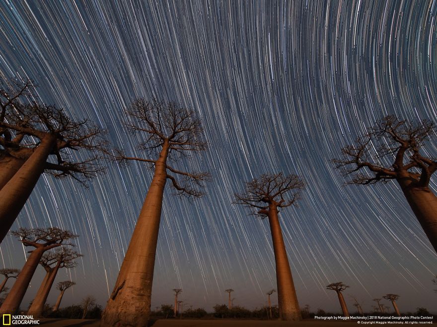 People's Choice: Van Gogh Baobabs, Maggie Machinsky