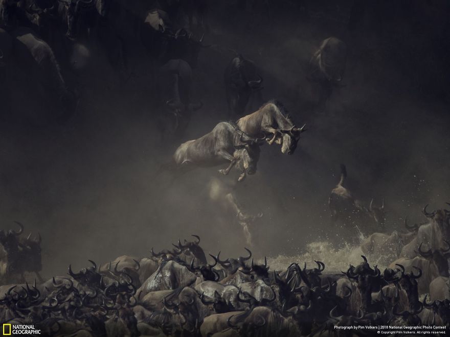 First Place, Wildlife: Flying At The Crossing, Pim Volkers