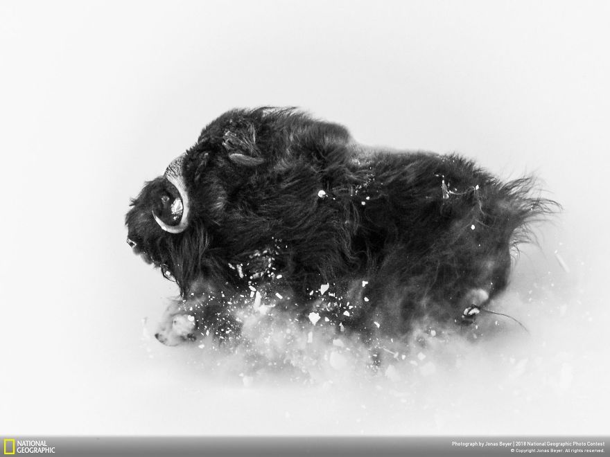 Second Place, Wildlife: Deep Snow, Jonas Beyer