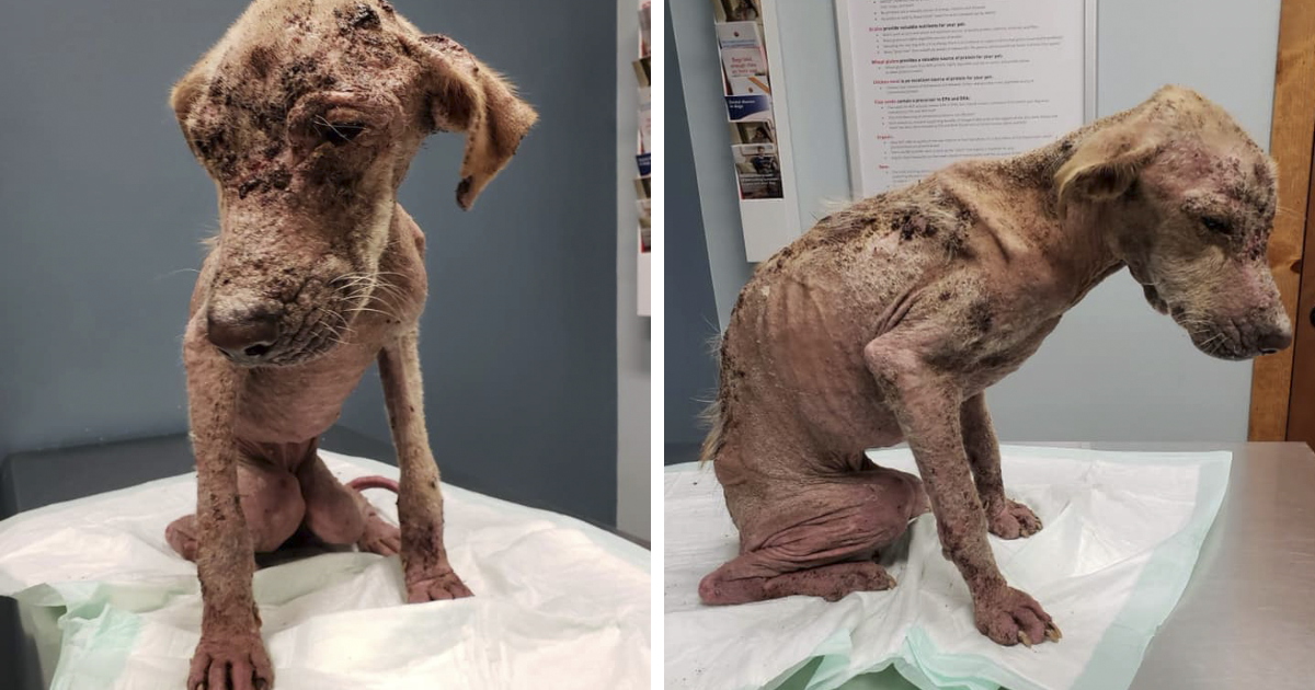 Dog Who Was So Weak Everyone Thought She’s Gonna Die Recovers In Less Than 2 Months