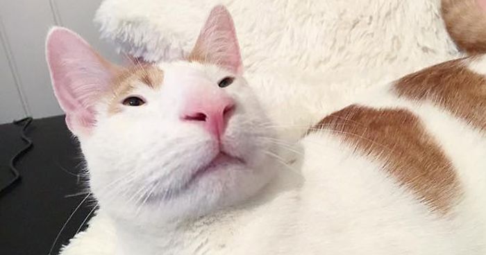 People Are Submitting Pics Of Their Pets To This Instagrammer, And She Gives Them Hilarious Makeovers