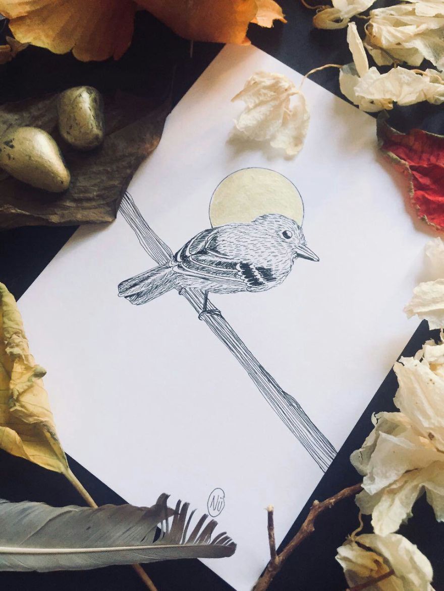 Lovely Colombian Bird Illustrations