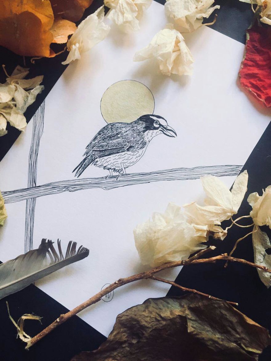 Lovely Colombian Bird Illustrations