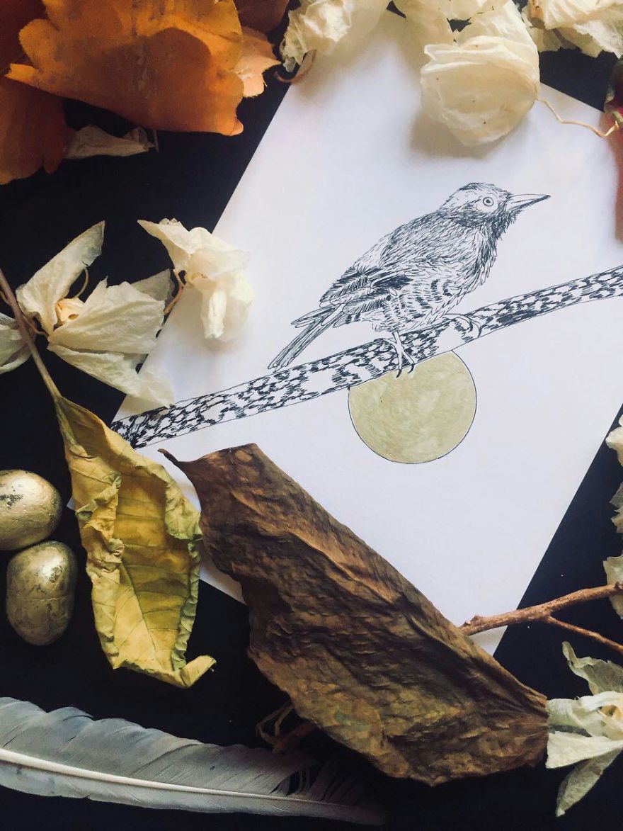 Lovely Colombian Bird Illustrations