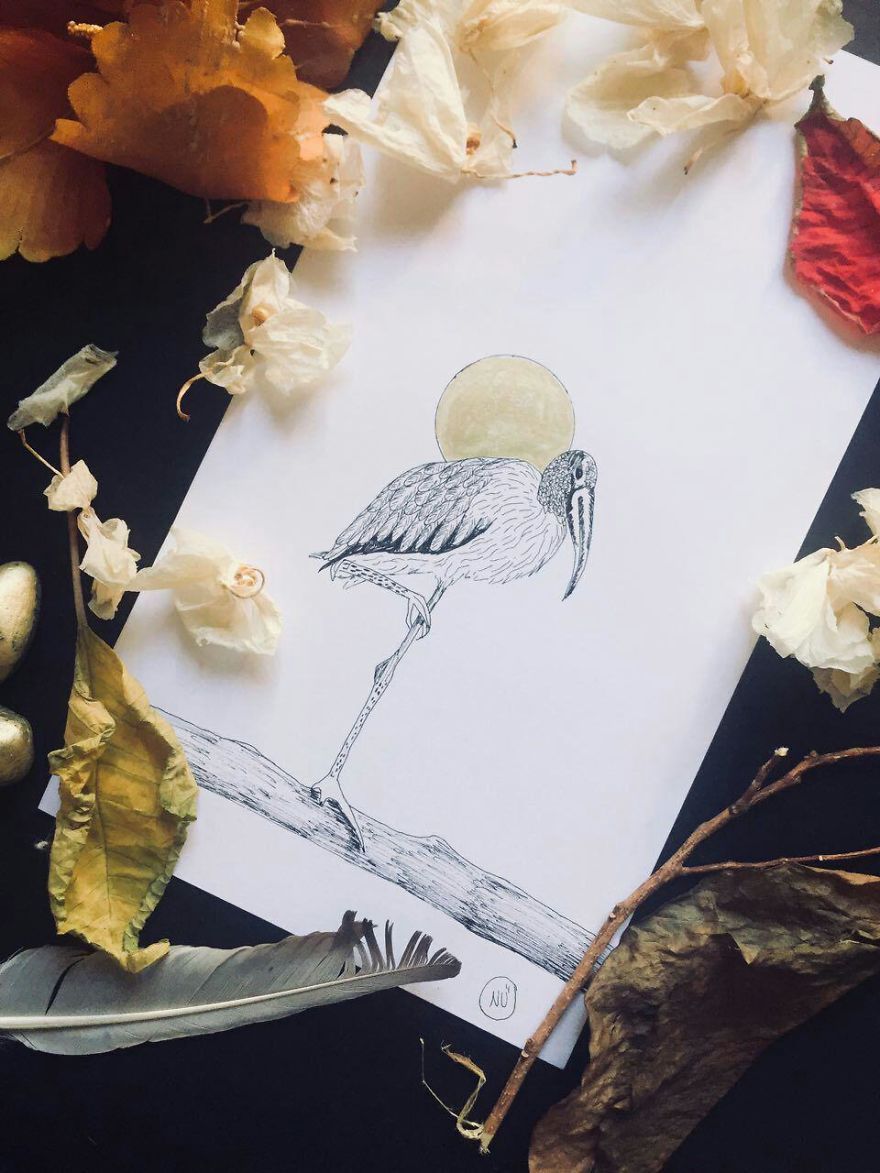 Lovely Colombian Bird Illustrations